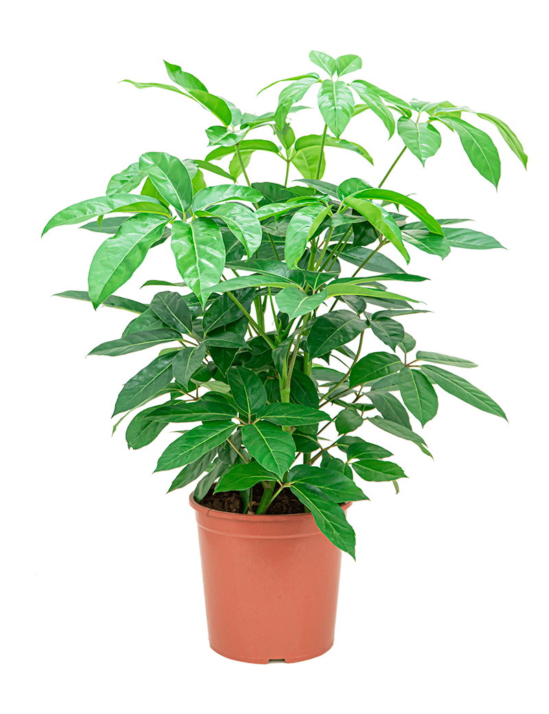 Verzorgingstips Schefflera 